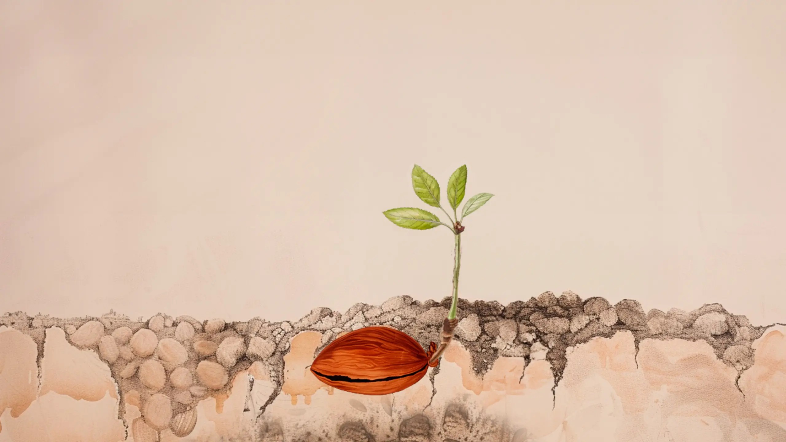 A small green shoot emerges from a brown seed seen planted underground.
