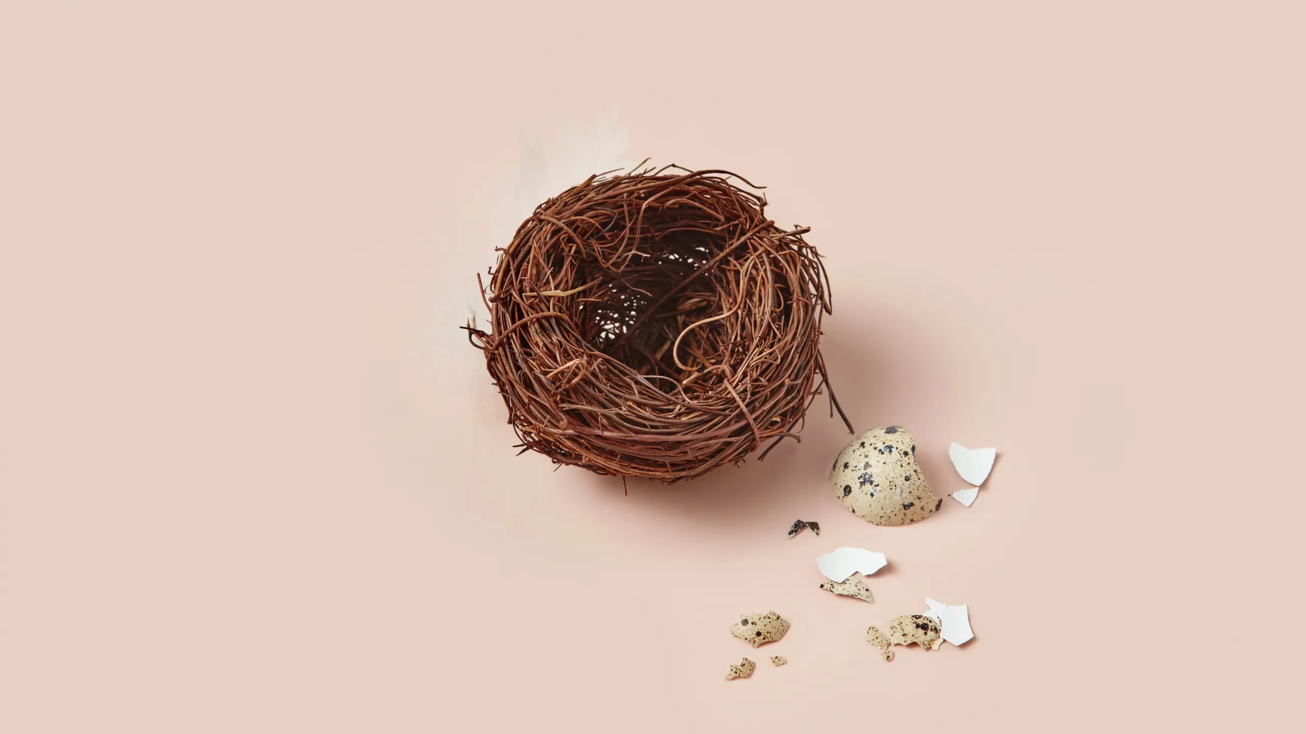 A birds' nest with a broken speckled eggshell sitting just outside it.